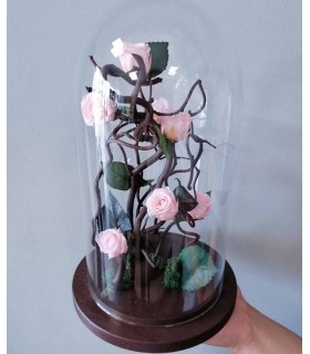 Cupola Minirosa Criogenata