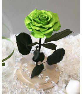 Trandafir Criogenat Verde Lime Cupola Sticla