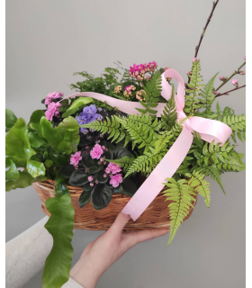 Cosulet mix plante 2